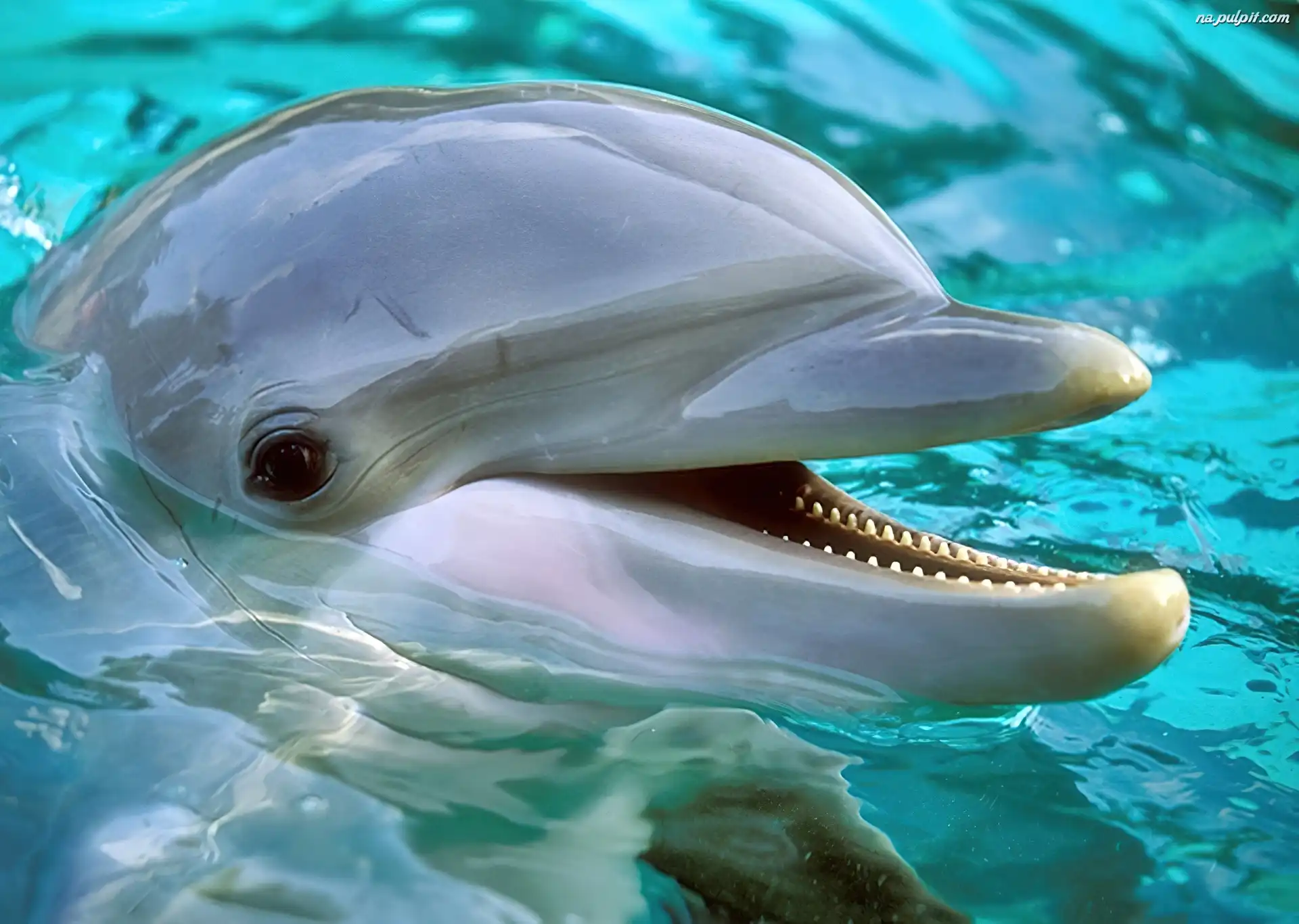 delfin 6